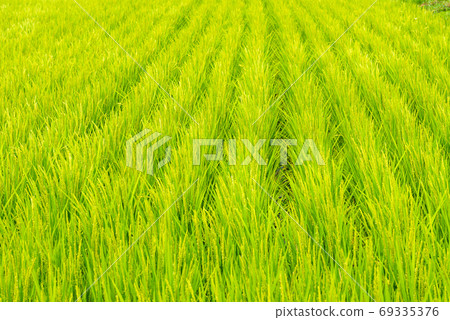 水稻水稻栽培稻田景觀 水稻水稻栽培稻田景觀 69335376