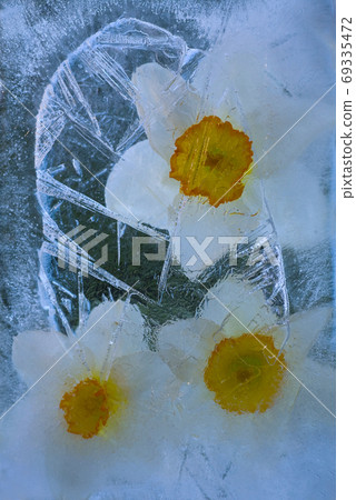 Frozen narcissus flower Frozen narcissus flower 69335472