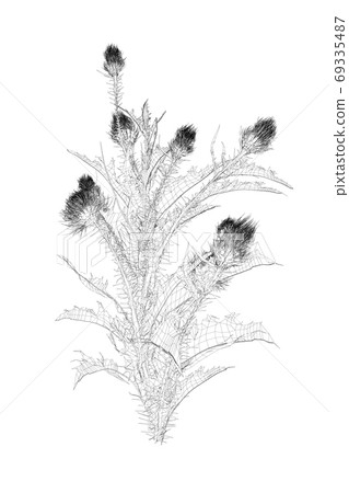 Wireframe of flowers with sharp leaves from black lines isolated on white background. 3D. Vector illustration Wireframe of flowers with sharp leaves from black lines isolated on white background. 3D. Vector illustration 69335487