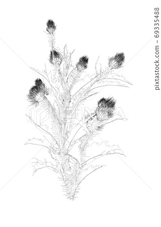 Contour of flowers with sharp leaves from black lines isolated on white background. Vector illustration 69335488