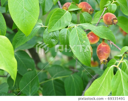一個rhubai的果子 一個rhubai的果子 69335491