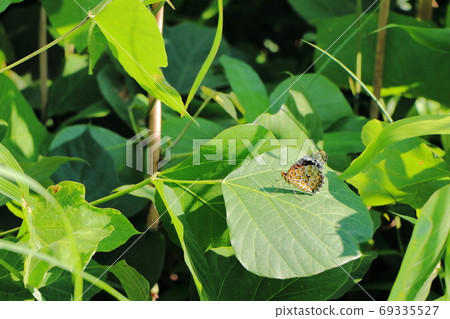 Butterfly that sticks to the leaves Butterfly that sticks to the leaves 69335527