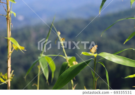 Butterfly that sticks to the leaves Butterfly that sticks to the leaves 69335531