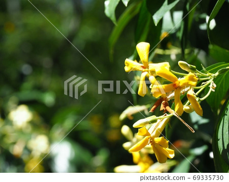 Bright Himenosporum flowers in full bloom 69335730