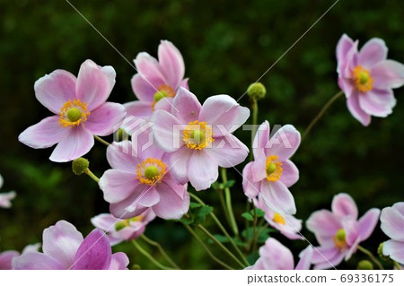 打破碗花花 打破碗花花 69336175