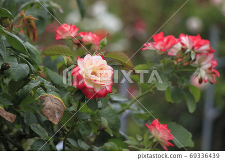 Arao City Ominous Citizen Flower Bed Rose Flower, 69336439