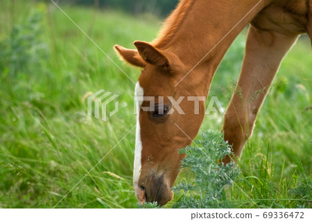 Horse Foal eating in field 69336472