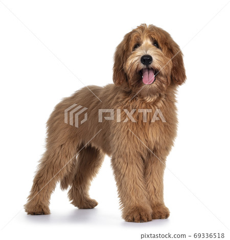 Pretty Labradoodle / Cobberdog on white Pretty Labradoodle / Cobberdog on white 69336518