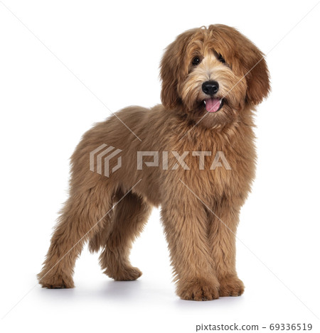 Pretty Labradoodle / Cobberdog on white 69336519