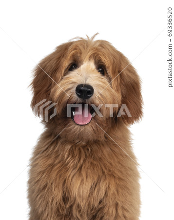 Pretty Labradoodle / Cobberdog on white 69336520