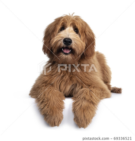 Pretty Labradoodle / Cobberdog on white 69336521
