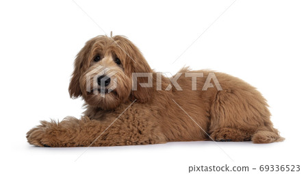 Pretty Labradoodle / Cobberdog on white 69336523