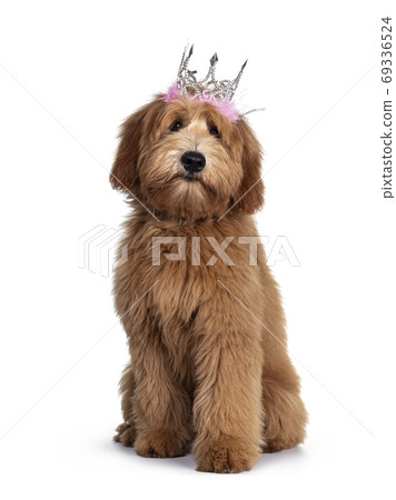 Pretty Labradoodle / Cobberdog on white 69336524