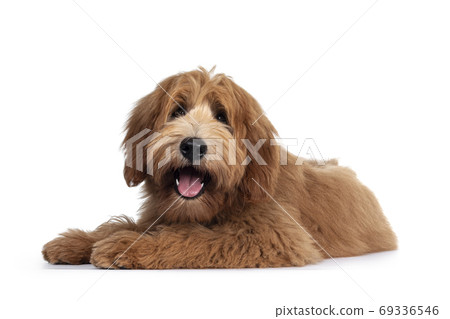 Pretty Labradoodle / Cobberdog on white 69336546