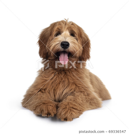 Pretty Labradoodle / Cobberdog on white 69336547
