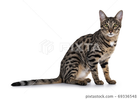 Savannah F7 cat on white background 69336548