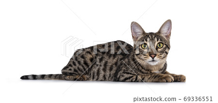 Savannah F7 cat on white background Savannah F7 cat on white background 69336551