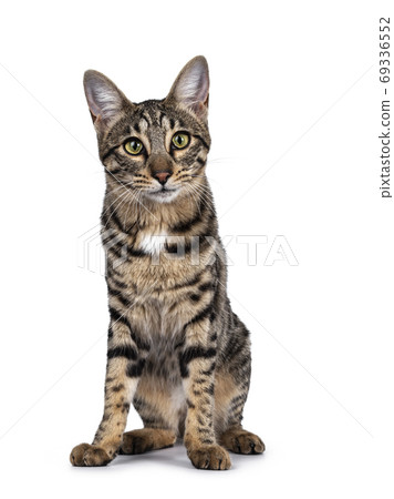 Savannah F7 cat on white background Savannah F7 cat on white background 69336552