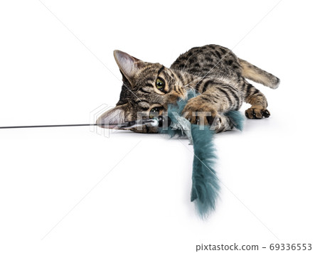Savannah F7 cat on white background Savannah F7 cat on white background 69336553