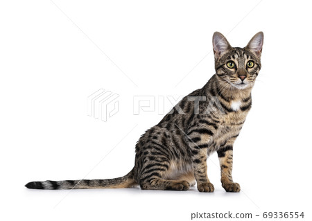 Savannah F7 cat on white background Savannah F7 cat on white background 69336554
