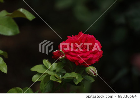 Arao City Ominous Citizen Flower Bed Rose Flower, Arao City Ominous Citizen Flower Bed Rose Flower, 69336564