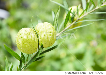 Gomphocarpus physocarpus , balloon plants ornamental tree - Ball Gomphocarpus physocarpus , balloon plants ornamental tree - Ball 69336597