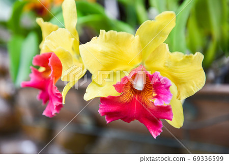 Beautiful Red Orchids