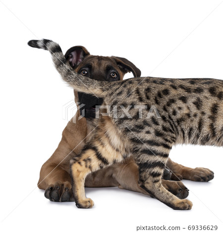 Cat and dog on white background 69336629