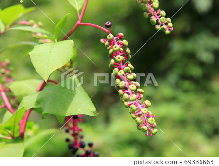 Yoshushi Yamagonbou的年輕果子 Yoshushi Yamagonbou的年輕果子 69336663