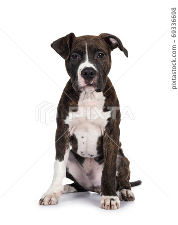 American Staffordshire Terrier on white background 69336698