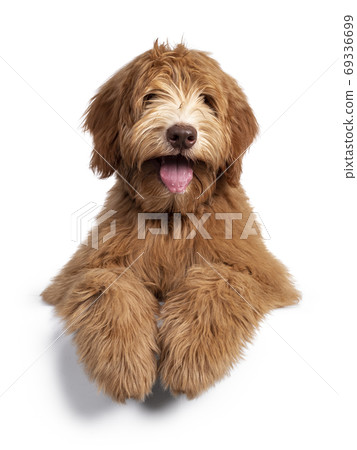 Caramel Australian Cobberdog on white background 69336699