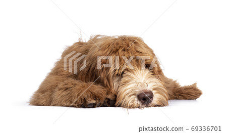 Caramel Australian Cobberdog on white background 69336701