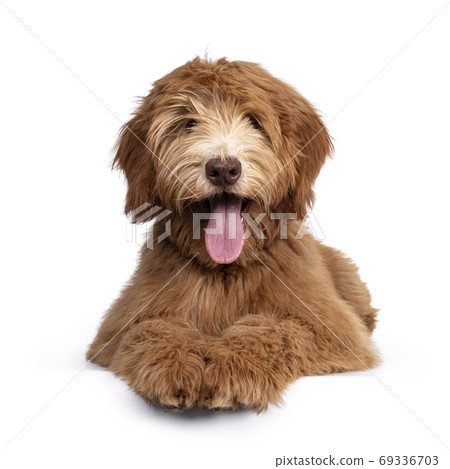 Caramel Australian Cobberdog on white background 69336703