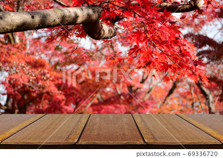 Perspective wood counter with fully red Japanese maple tree gard Perspective wood counter with fully red Japanese maple tree gard 69336720