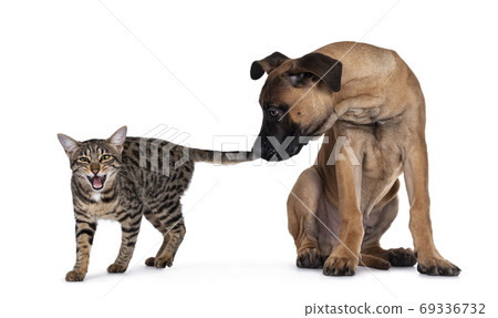 Cat and dog on white background Cat and dog on white background 69336732