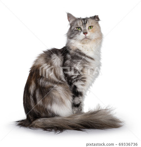 Silver tortie cat on white background Silver tortie cat on white background 69336736