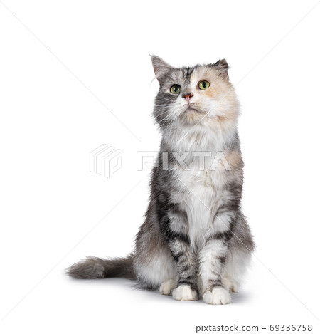 Silver tortie cat on white background 69336758