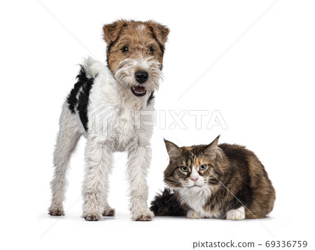 Cat and dog on white background 69336759
