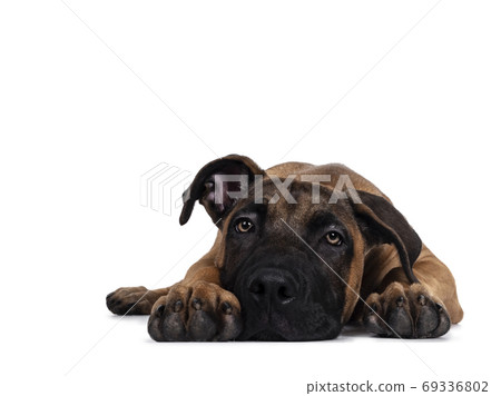 Young Boerboel / Malinois dog on white background 69336802