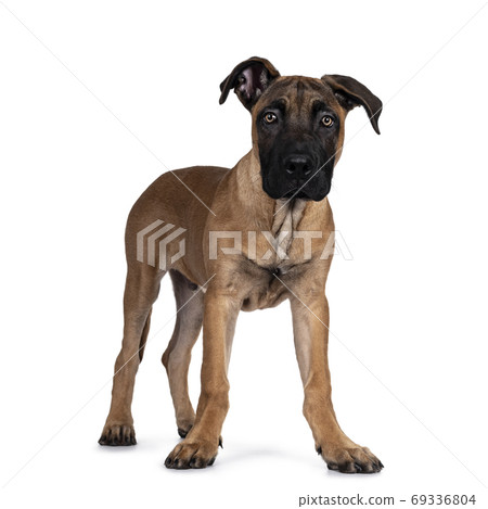 Young Boerboel / Malinois dog on white background 69336804