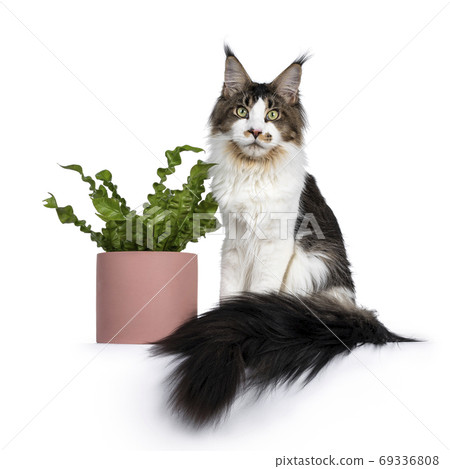 Maine Coon cat with plant on white background Maine Coon cat with plant on white background 69336808