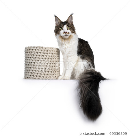 Maine Coon cat with plant on white background Maine Coon cat with plant on white background 69336809