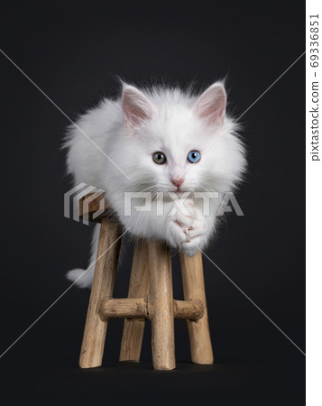 Solid white NFO kitten on black Solid white NFO kitten on black 69336851