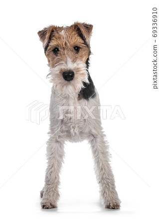 Fox Terrier dog on white background 69336910