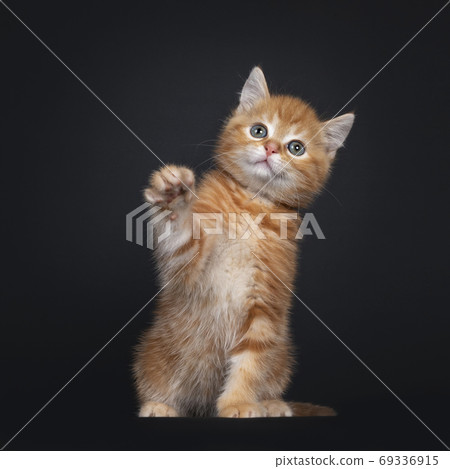 Red tabby shorthair kitten on black Red tabby shorthair kitten on black 69336915