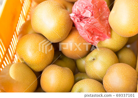 梨的收穫 69337101