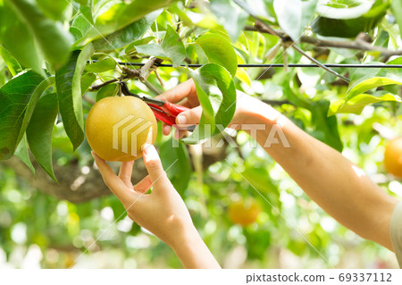 Harvest of pears Harvest of pears 69337112