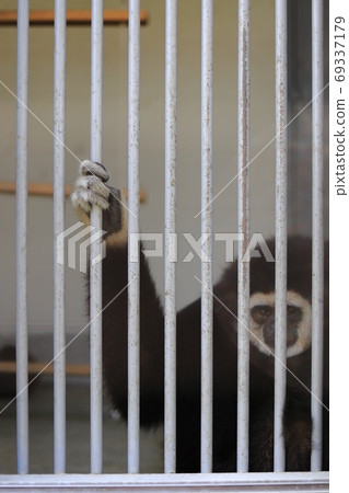 White gibbon White gibbon 69337179