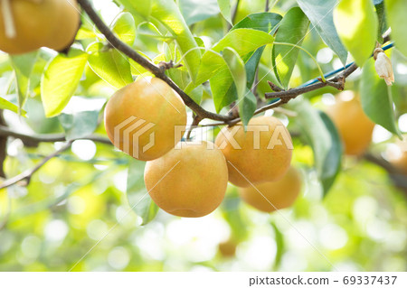 梨樹很多 梨樹很多 69337437