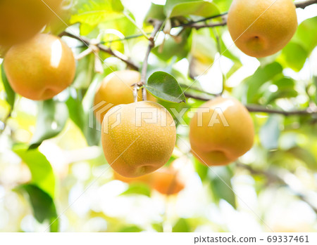 A lot of pear trees 69337461